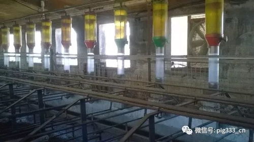 猪场设计与管理 理想的交配 妊娠早期猪舍 猪栏,喂料器,地板和光照 下
